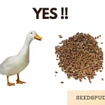 can ducks eat flax seeds