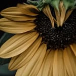 Black oil sunflower seeds