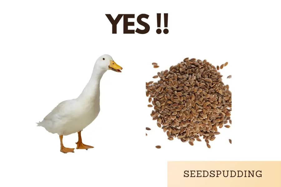 can ducks eat flax seeds